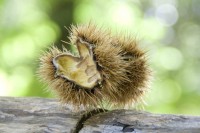 /album/galleria-foto-homepage/riccio-jpg/