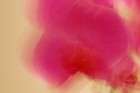 /album/galleria-foto-homepage/ronco-jpg/