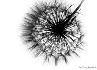 /album/galleria-foto-homepage/a319705-3680597664971-775932874-n-jpg/